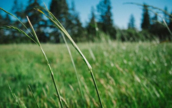 Ronan Farrow on Sam Altman’s “unconstrained” relationship with the truth – The Verge