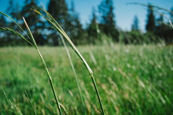 Ronan Farrow on Sam Altman’s “unconstrained” relationship with the truth – The Verge